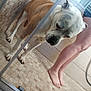 dog, shower, glass_door, tile_floor, tile_wall, human_legs, bare_feet, bathroom, pet, curious, white_and_brown_dog, indoor, standing, close_up, reflection, wet_surface, animal, companion, household, bathroom_floor