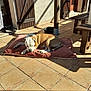 dog, dog_bed, cushion, patio, sunlight, shadow, tile_floor, wooden_bench, wooden_door, outdoor, resting, pet, brown_and_white_dog, relaxing, home, door_shutters, floor_tiles, sunny, quiet, domestic