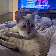 Pixie is registered to the contest to win money with this photo: cat, bed, blanket, indoor, television, screen, people, relaxed, fur, striped, tail, ears, watching, living_room, furniture, cushion, comfort, pet, home, cozy