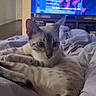 cat, bed, blanket, indoor, television, screen, people, relaxed, fur, striped, tail, ears, watching, living_room, furniture, cushion, comfort, pet, home, cozy