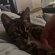 Rocket is registered to the contest to win money with this photo: cat, tabby, bed, blanket, hand, indoor, furniture, door, relaxing, pet, comfort, animal, mammal, household, domestic, cute, fur, whiskers, ears, resting