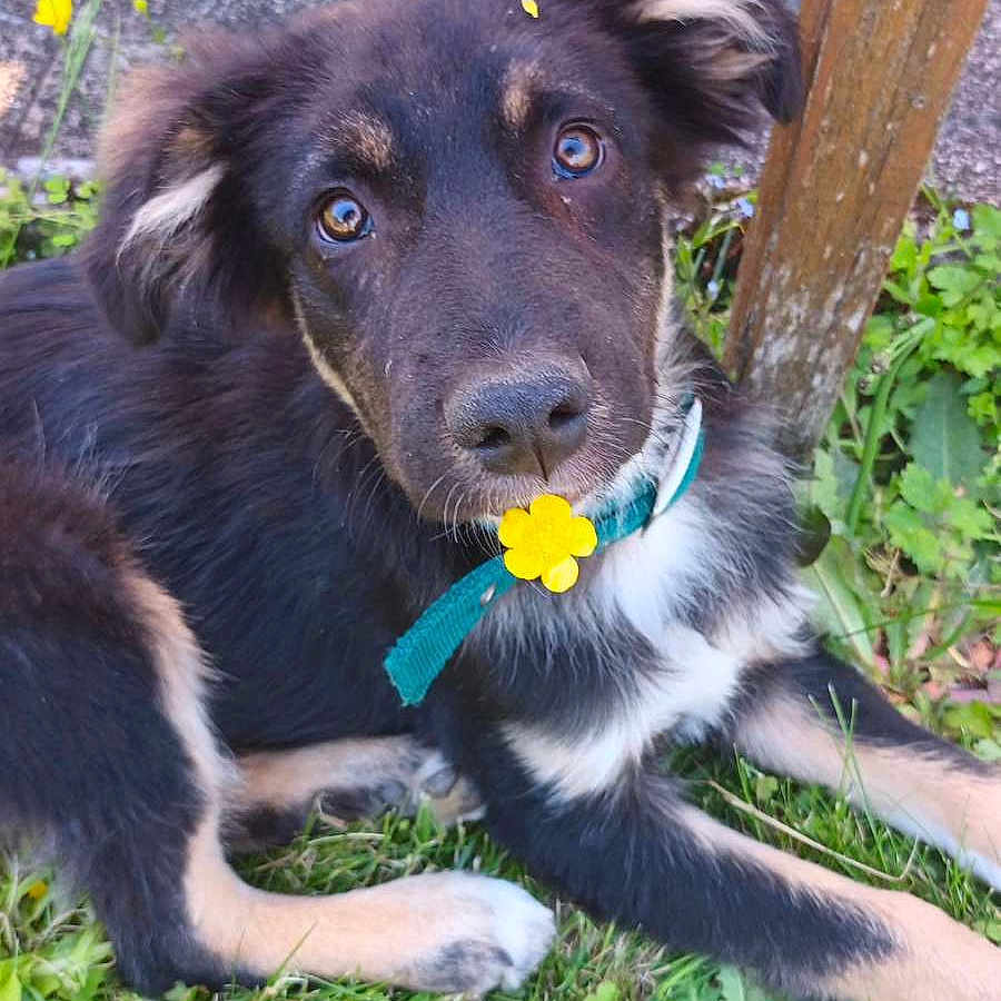 Sammy a rejoint le concours — aidez-le/la à gagner de superbes lots ! accessories, animal, ball, canine, dog, flower, grass, herbal, herbs, hound, husky, nature, outdoors, pet, plant, puppy, soil, sport, tennis, tennisball