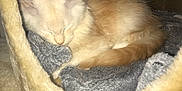 Radjah a rejoint le concours — aidez-le/la à gagner de superbes lots ! kitten, cat, sleeping, cozy, furry, blanket, indoor, cute, pet, animal, resting, small, fur, ears, closed_eyes, comfort, warm, cuddle, feline, nest