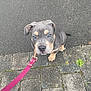 puppy, dog, blue_eyes, leash, sidewalk, pavement, asphalt, outdoor, pet, brown_puppy, cute, sitting, canine, young_dog, animal, looking_up, collar, close_up, adorable, waiting
