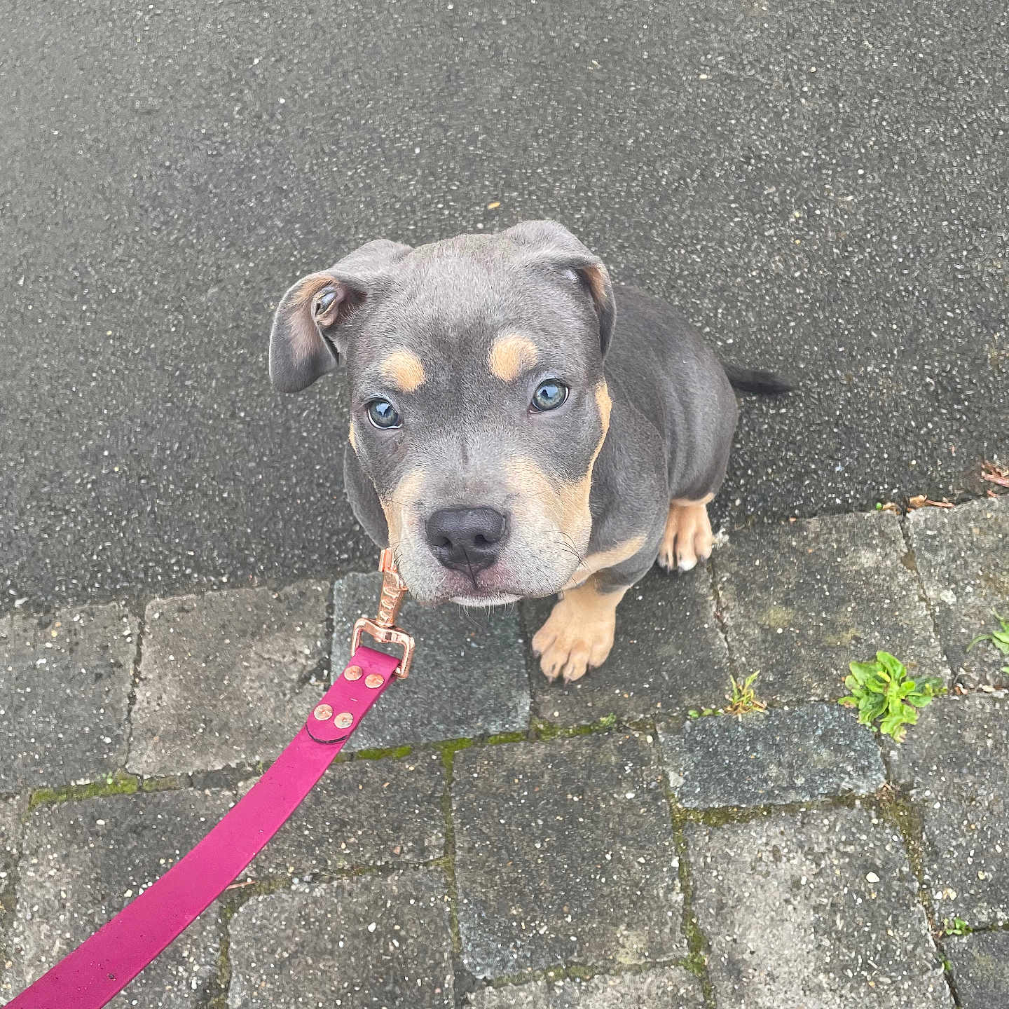 Nala