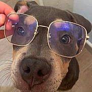 Nala a rejoint le concours — aidez-le/la à gagner de superbes lots ! animal, black, brown, canine, close_up, curious, cute, dog, eyewear, face, floor, funny, glasses, hand, indoor, nose, pet, portrait, tan, whiskers