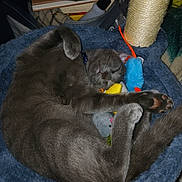 Shadow is registered to the contest to win money with this photo: cat, gray_cat, sleeping, curled_up, cat_bed, plush_toys, scratching_post, indoor, pet, cozy, feline, paw, relaxed, domestic, fur, cute, nap, animal, soft, resting