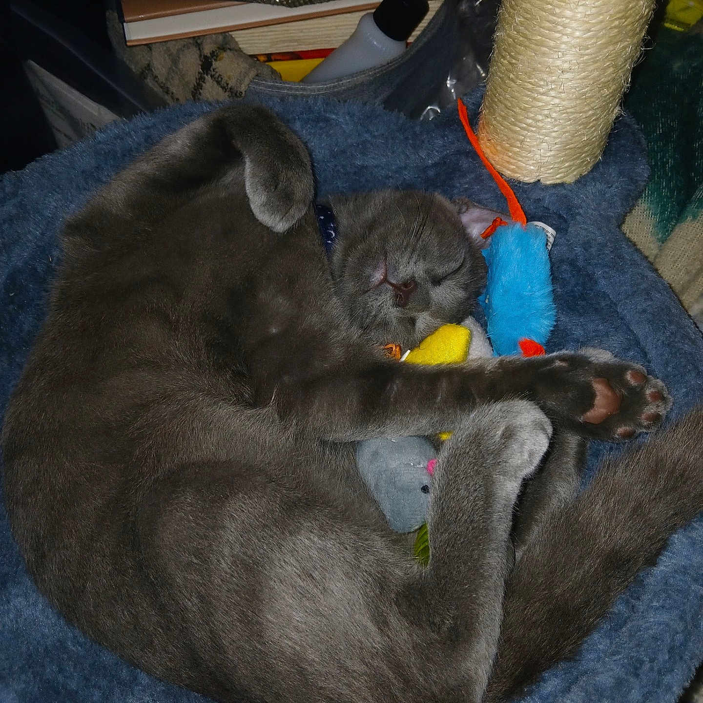 Shadow is registered to the contest to win money with this photo: animal, cat, cat_bed, cozy, curled_up, cute, domestic, feline, fur, gray_cat, indoor, nap, paw, pet, plush_toys, relaxed, resting, scratching_post, sleeping, soft