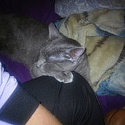 Shadow is registered to the contest to win money with this photo: animal, bed, blanket, cat, closeup, comfort, cozy, fur, gray_cat, home, indoor, knee, nap, person, pet, quiet, relaxed, resting, sleeping, soft