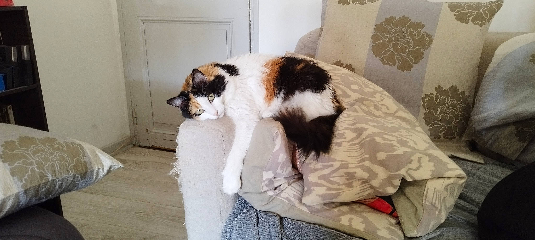 Manda participe au concours pour gagner de l'argent avec cette photo : bedding, carnivore, cat, cat_supply, comfort, companion_dog, domestic_short_haired_cat, duvet, felidae, flooring, formal_wear, fur, linens, room, sitting, small_to_medium_sized_cats, tail, terrestrial_animal, textile, whiskers