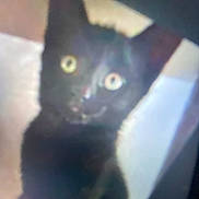 Nono participe au concours pour gagner de l'argent avec cette photo : black_cat, cat, pet, animal, feline, close_up, indoor, eyes, ears, curious, blurry, portrait, looking, mystery, dark, furry, whiskers, face, cute, kitten