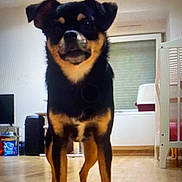 Chacha a rejoint le concours — aidez-le/la à gagner de superbes lots ! dog, small_dog, indoor, wooden_floor, furniture, window, pet, canine, standing, black_and_tan, ears, legs, floor, room, home, domestic, animal, cute, companion, curious