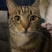 Loukoume a rejoint le concours — aidez-le/la à gagner de superbes lots ! cat, tabby, pet, animal, indoor, close_up, whiskers, fur, curious, ears, eyes, portrait, mammal, face, domestic, feline, cute, household, looking, soft_light