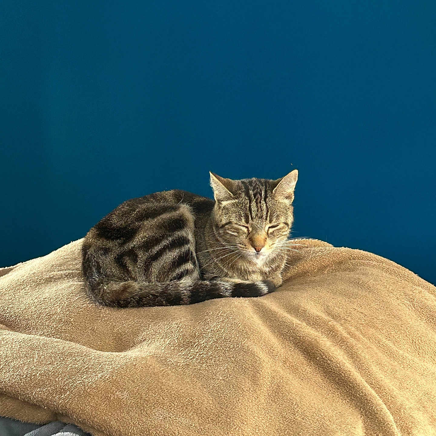 Loukoume participe au concours pour gagner de l'argent avec cette photo : animal, beige, blanket, blue_wall, cat, comfort, cozy, domestic, fur, indoor, peaceful, pet, quiet, resting, sleeping, soft, tabby, tail, texture, whiskers