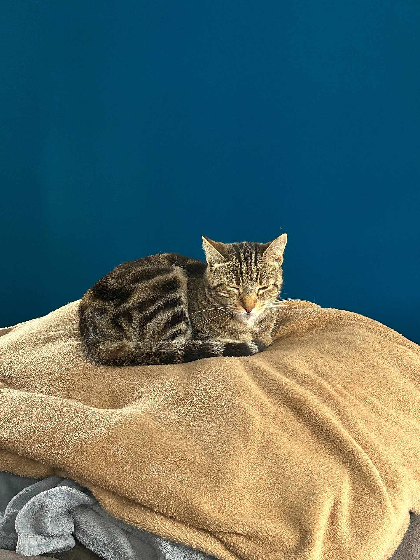 Loukoume participe au concours pour gagner de l'argent avec cette photo : cat, tabby, sleeping, blanket, beige, soft, cozy, indoor, pet, animal, resting, fur, whiskers, tail, comfort, quiet, peaceful, blue_wall, texture, domestic