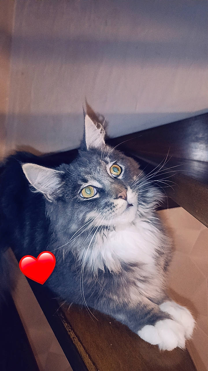 Tao participe au concours pour gagner de l'argent avec cette photo : art, black_cat, british_longhair, carnivore, cat, claw, domestic_short_haired_cat, electric_blue, felidae, fur, illustration, paw, small_to_medium_sized_cats, snout, tail, whiskers, window