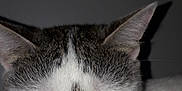 Kassie a rejoint le concours — aidez-le/la à gagner de superbes lots ! animal, calm, cat, close_up, cute, domestic_cat, ears, face, feline, fur_pattern, gray_fur, indoor, looking_down, mammal, pet, portrait, quiet, whiskers, white_fur, yellow_eyes