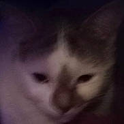 Kassie a rejoint le concours — aidez-le/la à gagner de superbes lots ! animal, blurry, cat, close_up, dark, domestic_cat, ears, eye, face, feline, fur, head, indoor, low_light, muzzle, nose, pet, portrait, soft_focus, whiskers