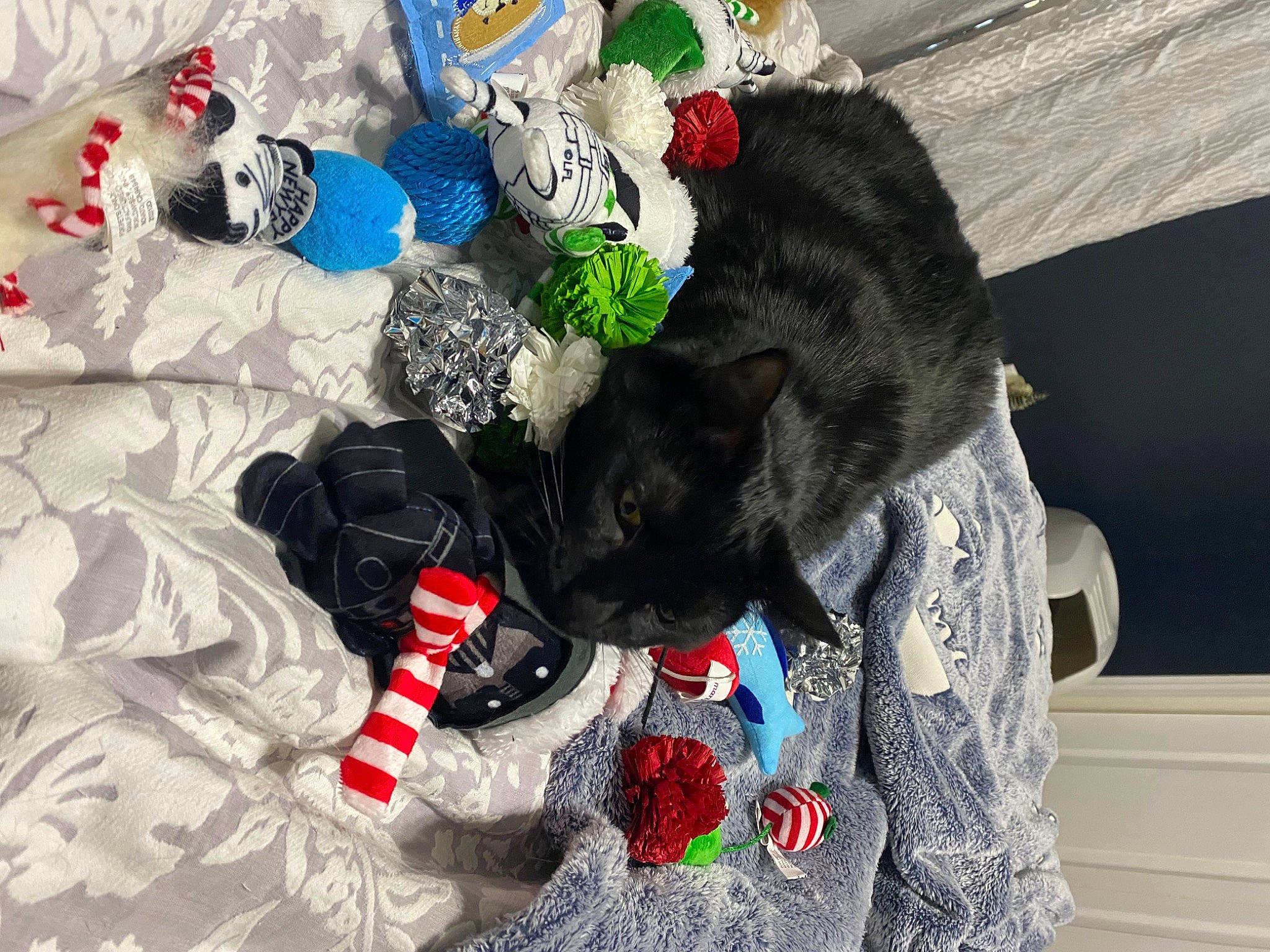 Biscuit joined the competition — help win amazing prizes! baby_toddler_clothing, canidae, carmine, carnivore, cat, comfort, felidae, fur, linens, pattern, sleeve, small_to_medium_sized_cats, sporting_group, t_shirt, tail, textile, toy, wool, woolen