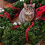 animal, carpet, cat, christmas_wreath, cozy, curious, cute, decorations, domestic, feline, festive, gray_tabby, greenery, holiday, indoor, ornaments, pet, red_ribbon, sitting, wood_floor