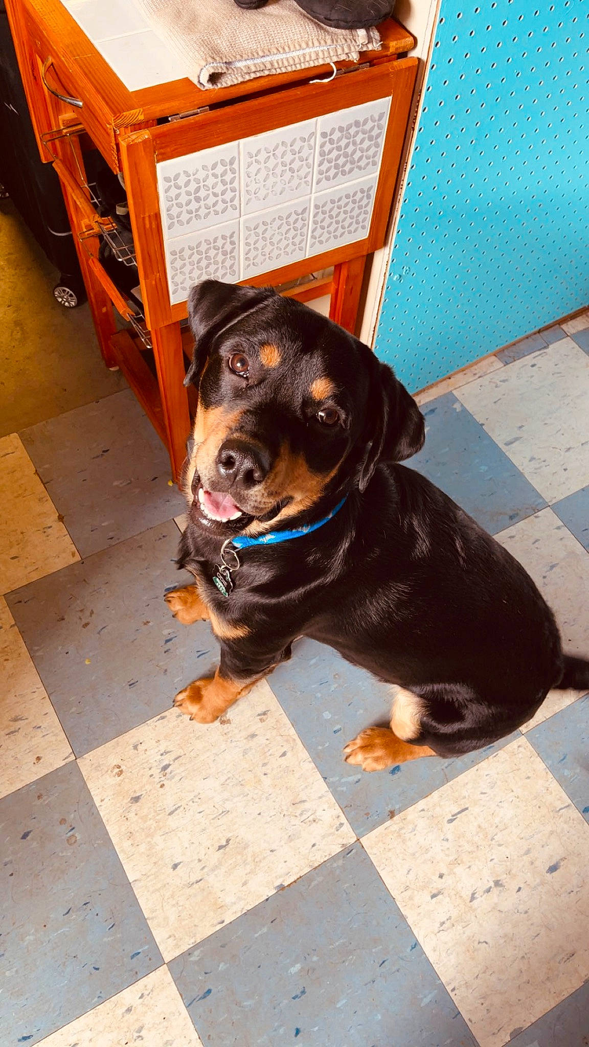 Odie joined the competition — help win amazing prizes! canidae, carnivore, chair, collar, companion_dog, dog, dog_breed, fawn, flooring, fur, guard_dog, leash, liver, pet_supply, road_surface, rottweiler, snout, sporting_group, working_animal, working_dog