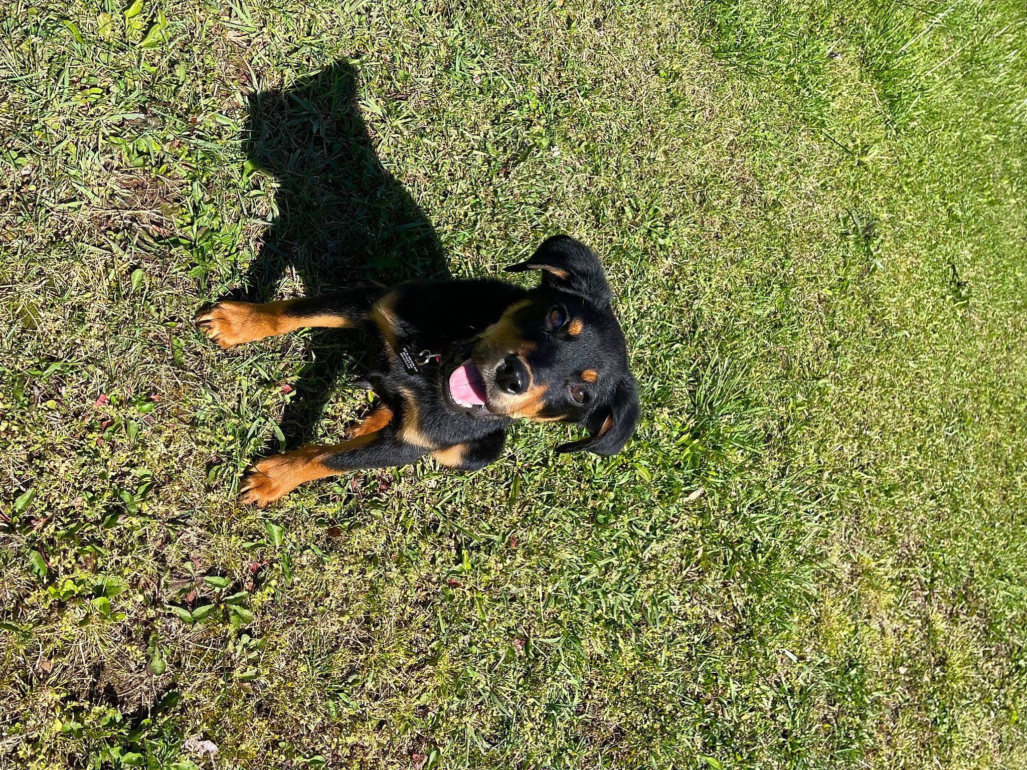 Odie joined the competition — help win amazing prizes! canidae, carnivore, companion_dog, dog, dog_breed, grass, grassland, groundcover, guard_dog, hunting_dog, people_in_nature, pinscher, plant, rottweiler, shadow, tail, terrestrial_animal, tints_and_shades, working_dog
