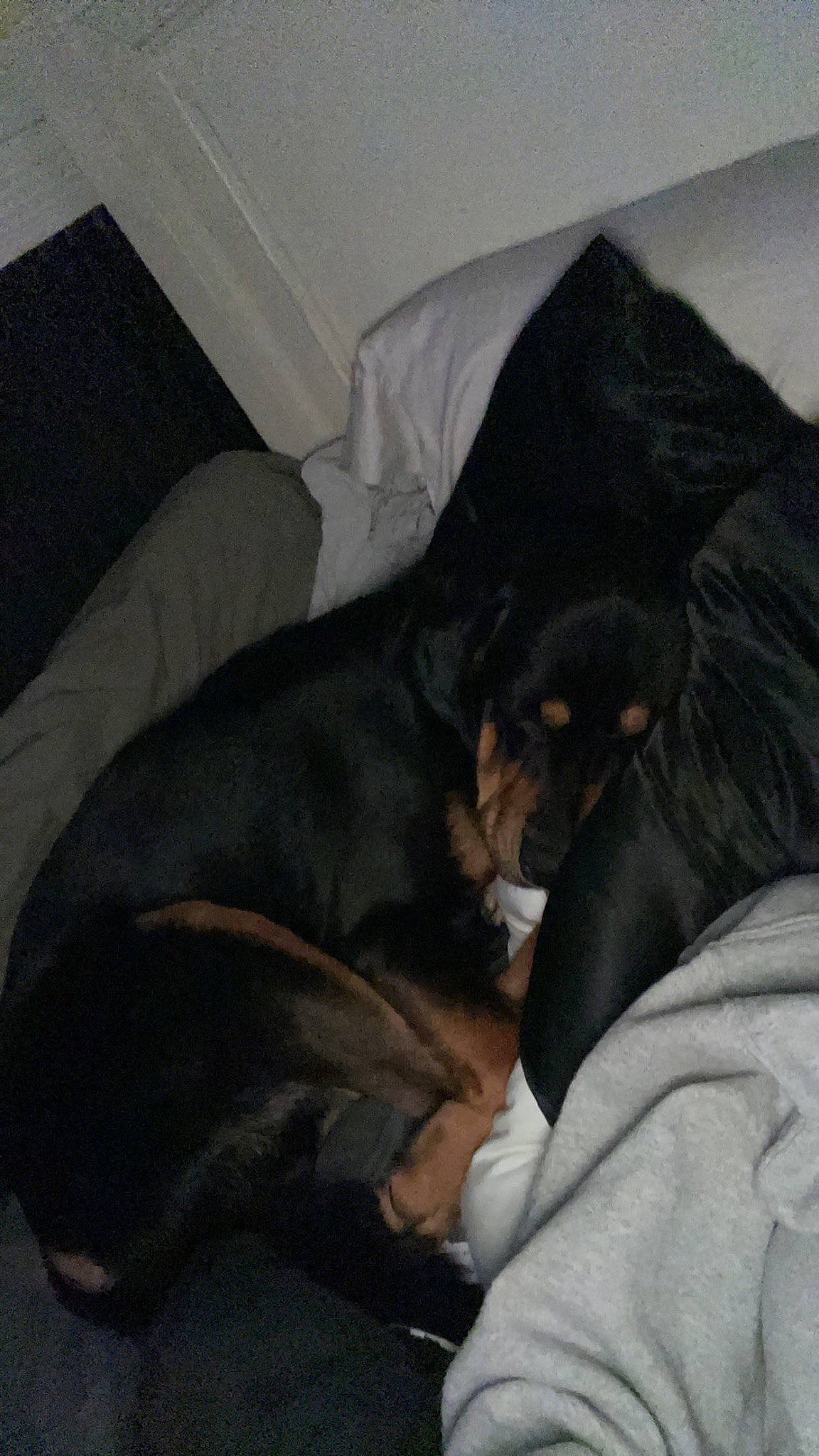 Odie joined the competition — help win amazing prizes! blanket, canidae, carnivore, comfort, companion_dog, couch, dog, dog_breed, ear, fur, guard_dog, lap, nap, room, sitting, sleep, sporting_group, working_animal