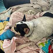 Tippy joined the competition — help win amazing prizes! dog, blanket, toy, indoor, pet, chewing, fabric, black_and_white, fur, comfort, couch, resting, playful, animal, snout, ear, paw, relaxed, home, carpet