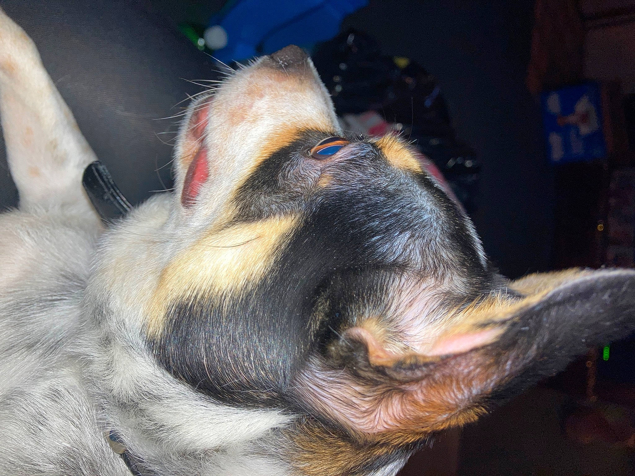 Tippy is registered to the contest to win money with this photo: canidae, carnivore, collar, companion_dog, dog, dog_breed, ear, fawn, fur, guard_dog, paw, snout, sporting_group, terrestrial_animal, whiskers, working_dog