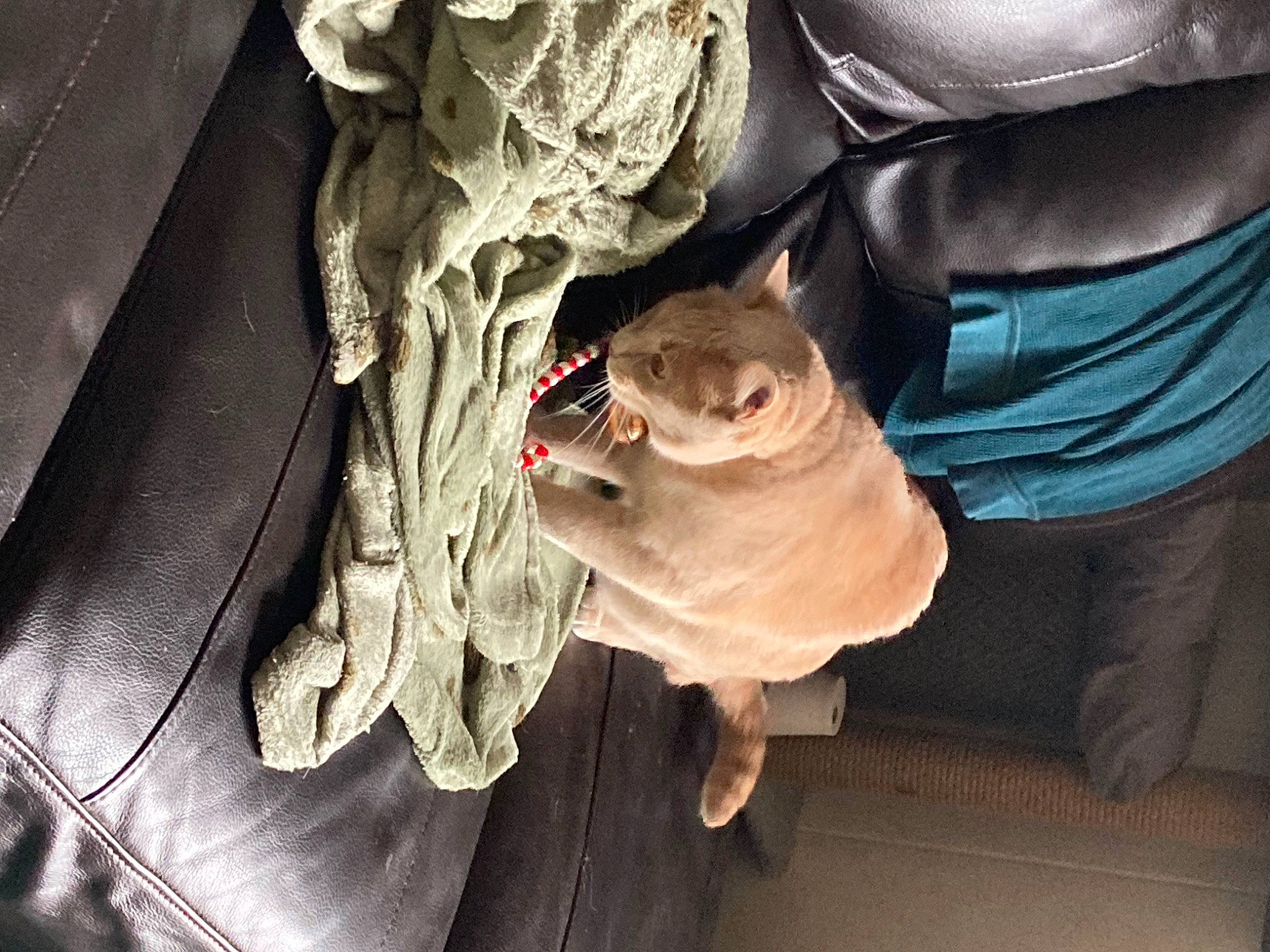 Biggie is registered to the contest to win money with this photo: auto_part, automotive_lighting, canidae, car, family_car, felidae, fish, fur, jaw, luxury_vehicle, plant, sitting, snout, sporting_group, tree, vehicle_door, water, whiskers, wildlife, wood