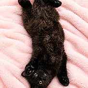 Sombra is registered to the contest to win money with this photo: black_kitten, cat, kitten, pet, animal, fur, cute, playful, lying_down, pink_blanket, soft_texture, domestic_cat, whiskers, paws, small_animal, indoor, resting, curious, young_cat, feline