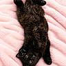 black_kitten, cat, kitten, pet, animal, fur, cute, playful, lying_down, pink_blanket, soft_texture, domestic_cat, whiskers, paws, small_animal, indoor, resting, curious, young_cat, feline