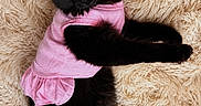 Sombra joined the competition — help win amazing prizes! cat, black_cat, pet, animal, furry, pink_clothing, outfit, lying_down, fluffy, yellow_eyes, soft_rug, beige_rug, indoor, cute, relaxed, fur, whiskers, ears, tail, resting