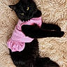 cat, black_cat, pet, animal, furry, pink_clothing, outfit, lying_down, fluffy, yellow_eyes, soft_rug, beige_rug, indoor, cute, relaxed, fur, whiskers, ears, tail, resting