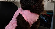Sombra is registered to the contest to win money with this photo: animal_fashion, black_cat, cat, chair, cozy, curious, cute, domestic_animal, domestic_cat, feline, fur, indoor, kitchen, pet_clothing, pink_dress, portrait, sitting, well_groomed, whiskers, yellow_eyes