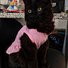 cat, black_cat, pink_dress, pet_clothing, indoor, kitchen, chair, feline, yellow_eyes, curious, sitting, domestic_animal, portrait, cute, animal_fashion, fur, whiskers, domestic_cat, well_groomed, cozy