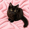 black_cat, kitten, yellow_eyes, pink_blanket, soft_texture, pet, animal, feline, cute, young_cat, fluffy, small, indoor, cozy, looking_at_camera, domestic_cat, fur, whiskers, tail, sitting