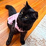 cat, black_cat, pet, animal, feline, indoors, wooden_floor, yellow_eyes, curious, cute, pink_dress, fluffy, whiskers, tail, sitting, domestic_cat, fur, portrait, looking_up, cozy