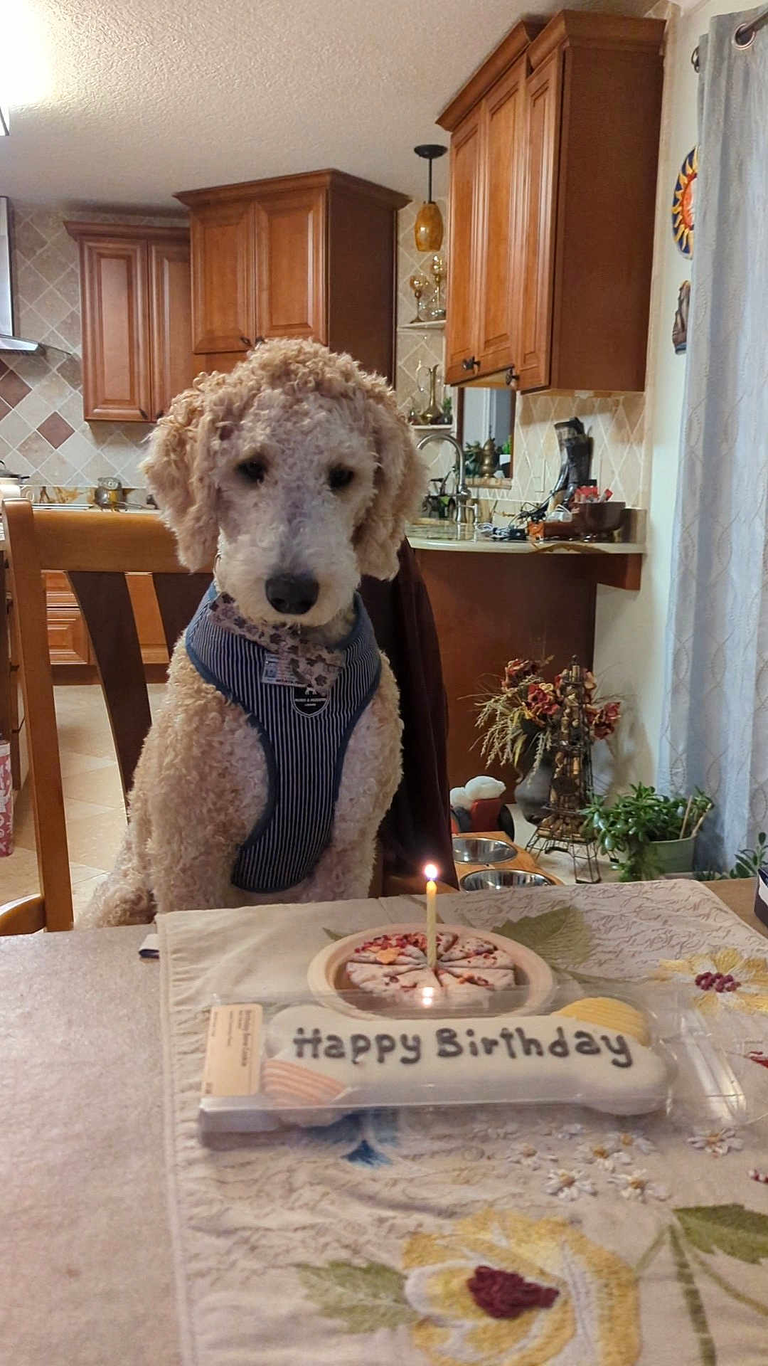 Anzû is registered to the contest to win money with this photo: animal, birthday, cake, candle, celebration, chair, curly_fur, curtains, decor, dog, food, furniture, harness, indoor, kitchen, light, pet, plant, table, window