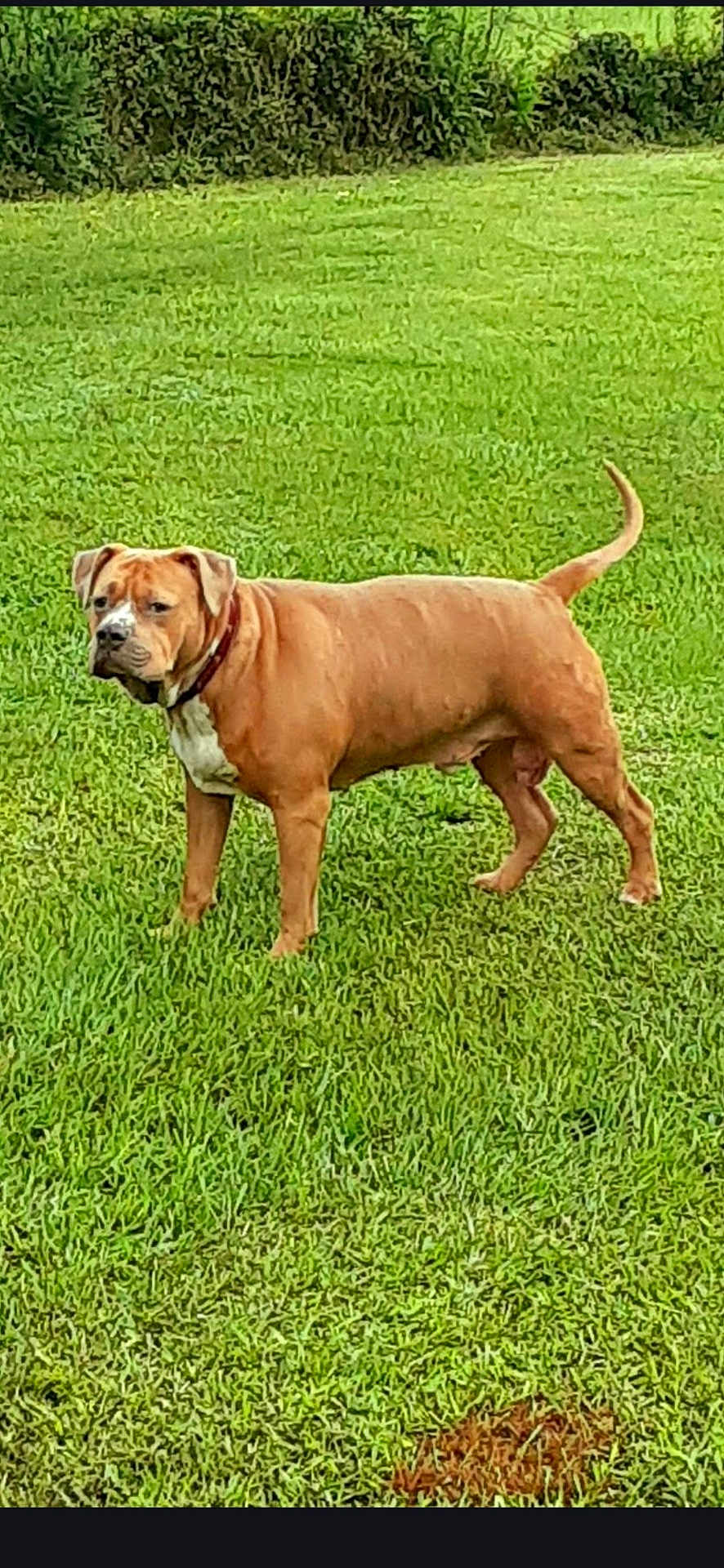 Mr Drax is registered to the contest to win money with this photo: dog, brown_dog, canine, grass, lawn, outdoors, standing, collar, pet, animal, mammal, dog_face, tail, field, greenery, park, portrait, short_hair, alert, nature