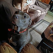 Kiki is registered to the contest to win money with this photo: brown, canine, carpet, close_up, coffee_table, collar, companion, couch, dog, domestic, eyes, furniture, indoor, living_room, muzzle, pet, portrait, rug, sitting, wood_paneling