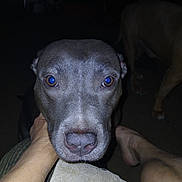 Kiki joined the competition — help win amazing prizes! dog, pet, close_up, face, nose, eyes, flash, blue_eye_reflection, muzzle, whiskers, human_hand, legs, indoor, dark_background, second_dog, carpet, portrait, brown_eyes, animal, attention