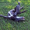 Kiki joined the competition — help win amazing prizes! backyard, canine, chewing, dog, fur_pattern, grass, green_lawn, happy, lying_on_back, outdoor, paws_up, pet, playing, relaxed, rolling, shadow, snout, summer, sunlight, teeth