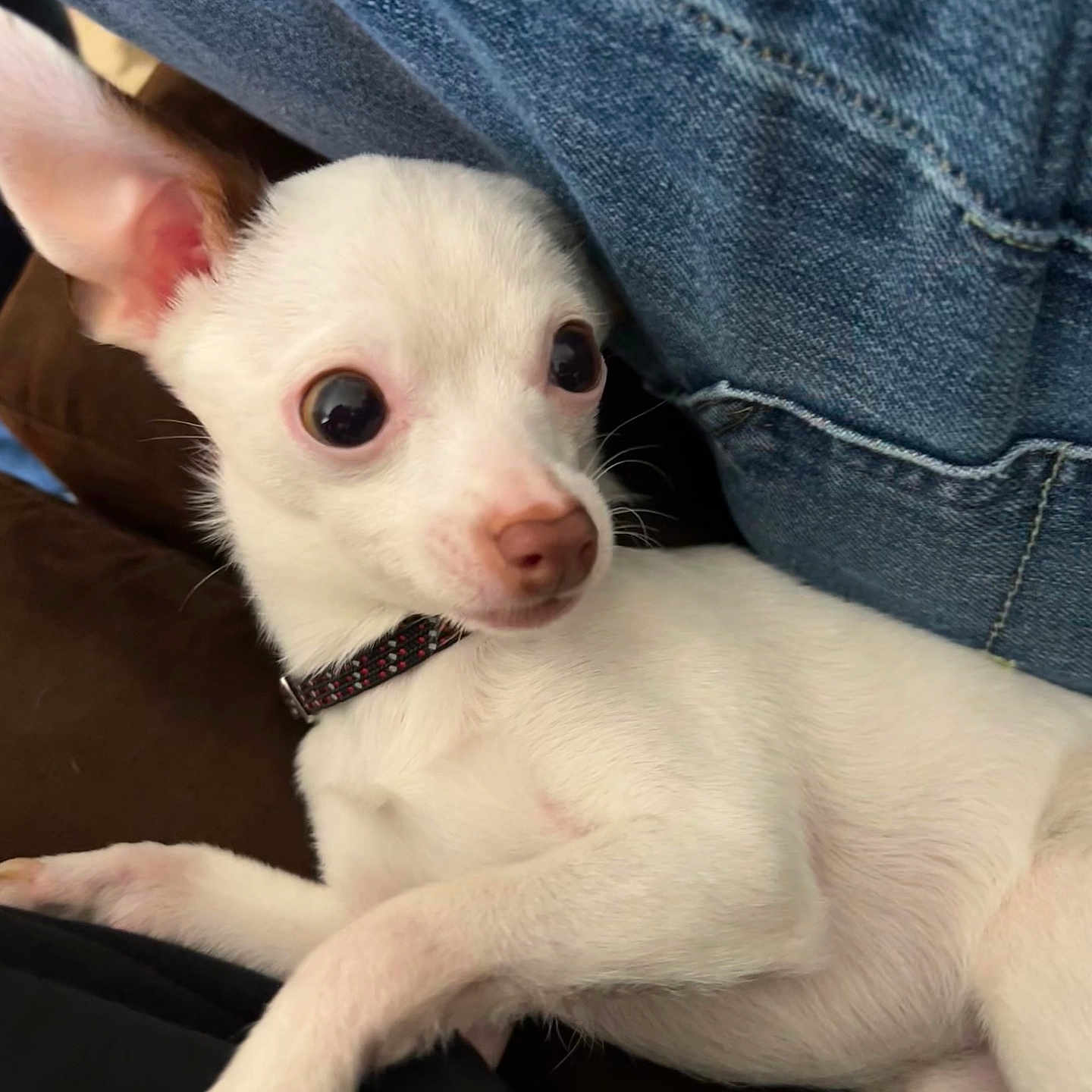 Pablo