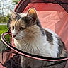 cat, calico_cat, pet, animal, feline, fur, outdoor, greenery, sky, mesh, carrier, pink, sunlight, closeup, portrait, whiskers, ears, nature, daylight, resting