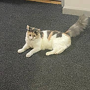 Emma joined the competition — help win amazing prizes! cat, calico_cat, pet, animal, feline, fluffy, indoor, carpet, floor, tail, white, orange, gray, relaxed, resting, cute, fur, ears, whiskers, domestic_animal