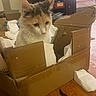 cat, cardboard_box, packing_foam, indoor, wooden_floor, furniture, curious, pet, animal, brown, white, orange, home, cozy, domestic, floor, box, looking, cute, small