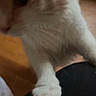cat, paw, close_up, indoor, blurry, feline, pet, animal, white_fur, orange_fur, wooden_floor, curious, reaching, claw, domestic_animal, mammal, whiskers, soft, cute, furry