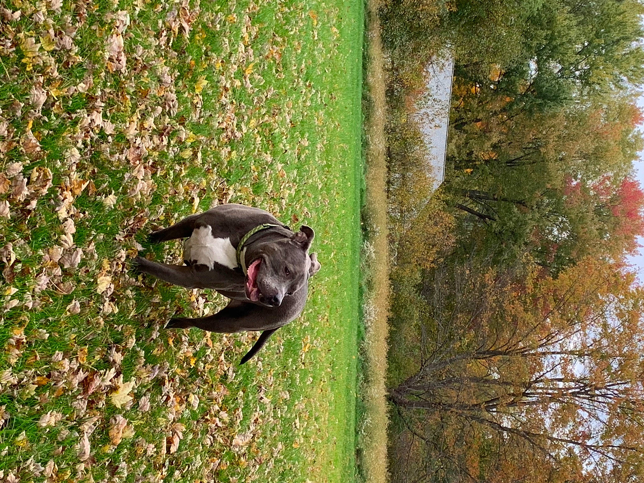 Tank joined the competition — help win amazing prizes! canidae, carnivore, cat, felidae, french_bulldog, grass, organism, plant, tail, tree