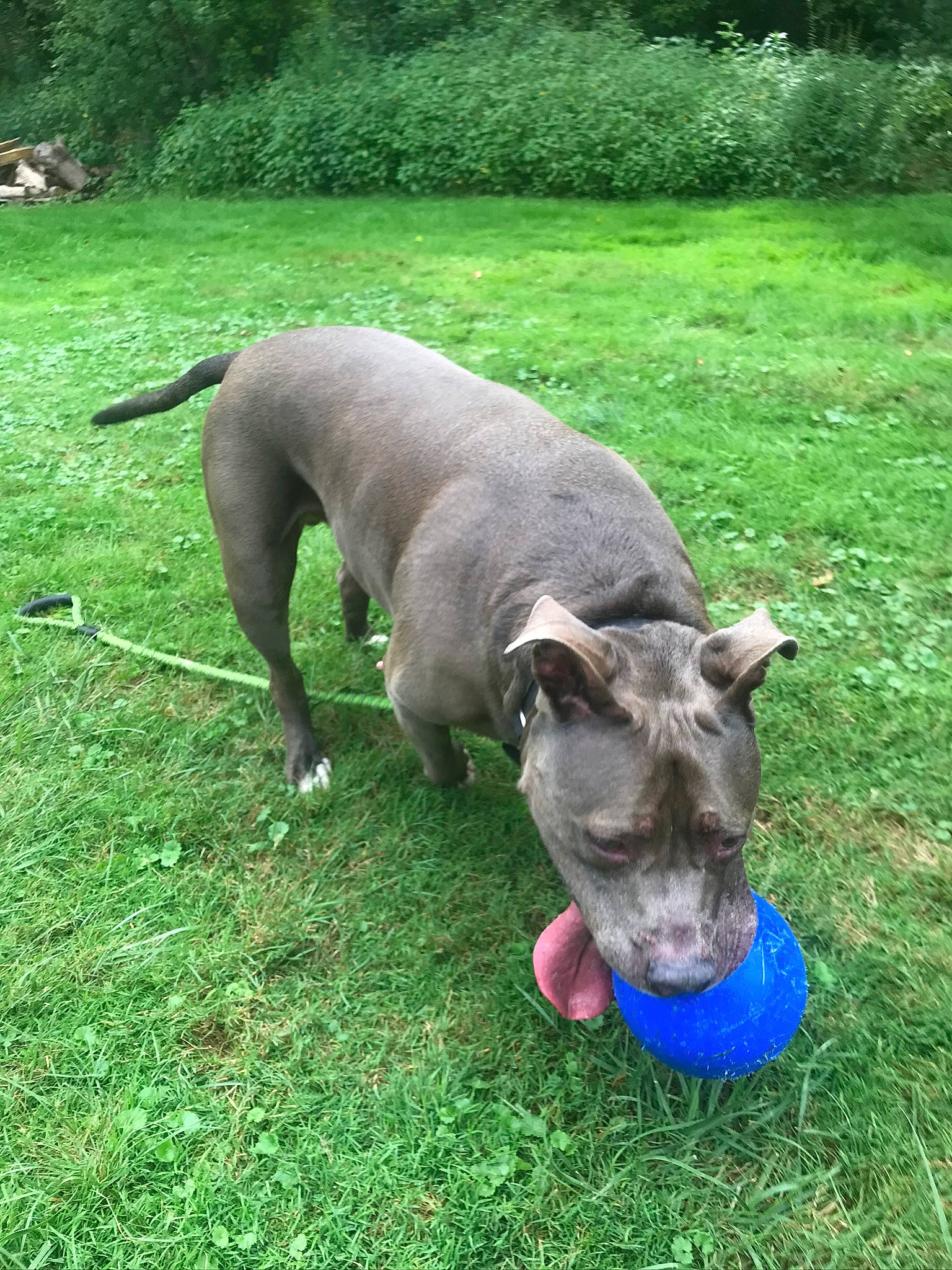 Tank joined the competition — help win amazing prizes! american_pit_bull_terrier, american_staffordshire_terrier, canidae, carnivore, dog, dog_breed, fawn, grass, mammal, non_sporting_group, pit_bull, snout, sporting_group, tail, terrier, vertebrate